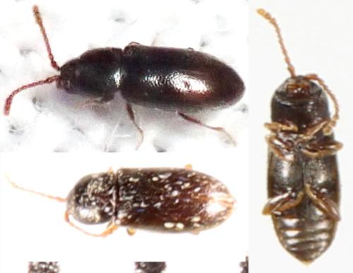 Atomaria sp.